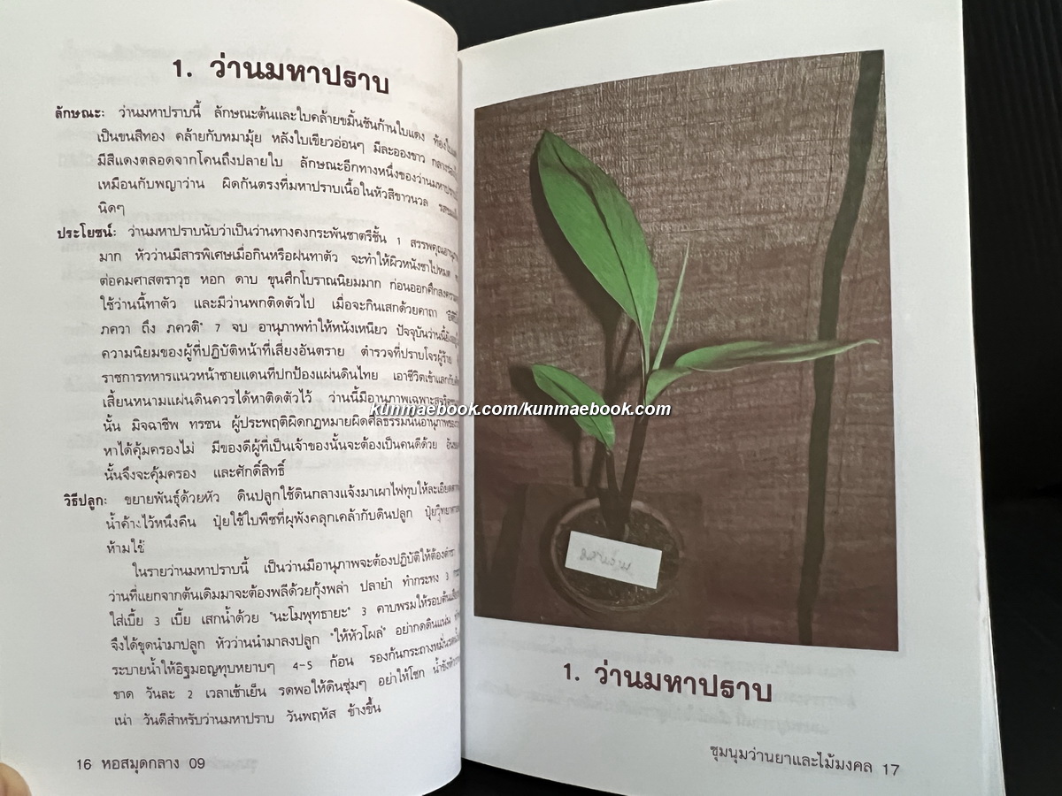 ชุมนุมว่านยาและไม้มงคล ผลงานของ รังว่าน ปากช่อง