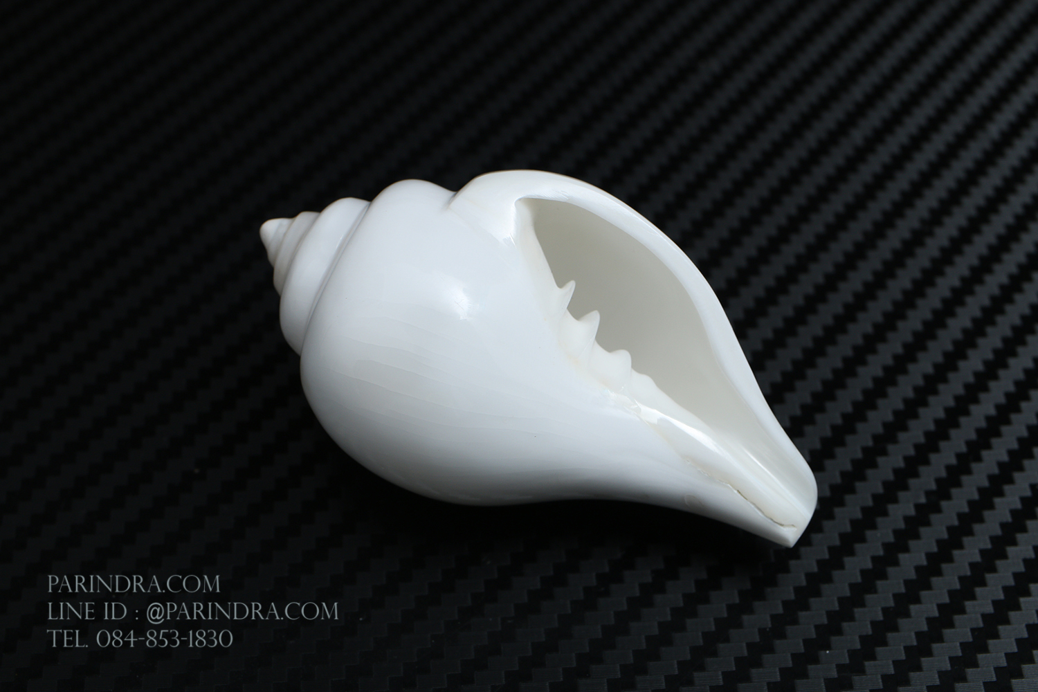 หอยสังข์อินเดียแท้ หอยสังข์เป่า หอยสังข์รดน้ำ (Turbinella pyrum) ขนาด 3 นิ้ว #TUP001