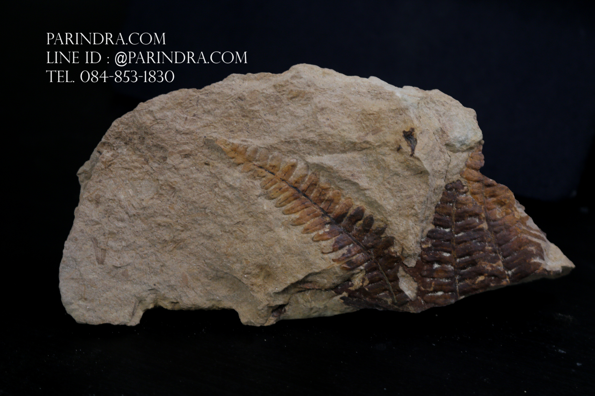ฟอสซิลเฟิร์น ชนิด Polymorphopteris magdalenae จาก SPAIN #FRN006