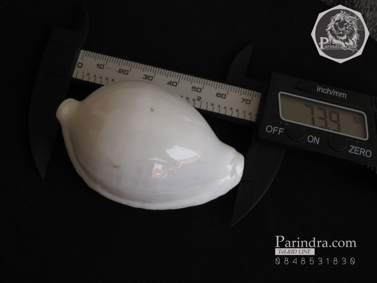 ขายเปลือกหอยเบี้ยไข่ หอยไข่ หอยเบี้ยไข่ หอยเบี้ยแม่ชี Eeg Cowry (Ovula ovum) ขนาดประมาณ 70 มม.