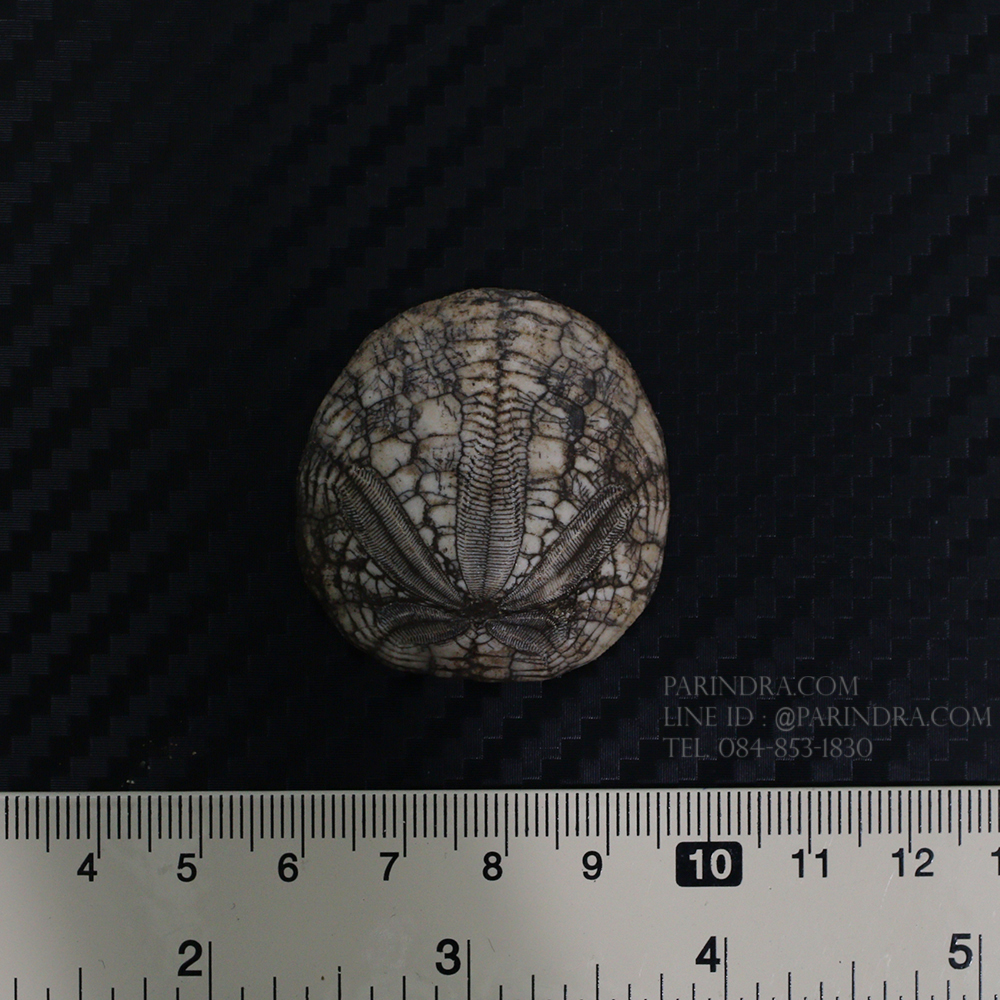 ฟอสซิลเม่นทะเล SAND DOLLAR (Dendraster gibbsii) หายาก #DDG02
