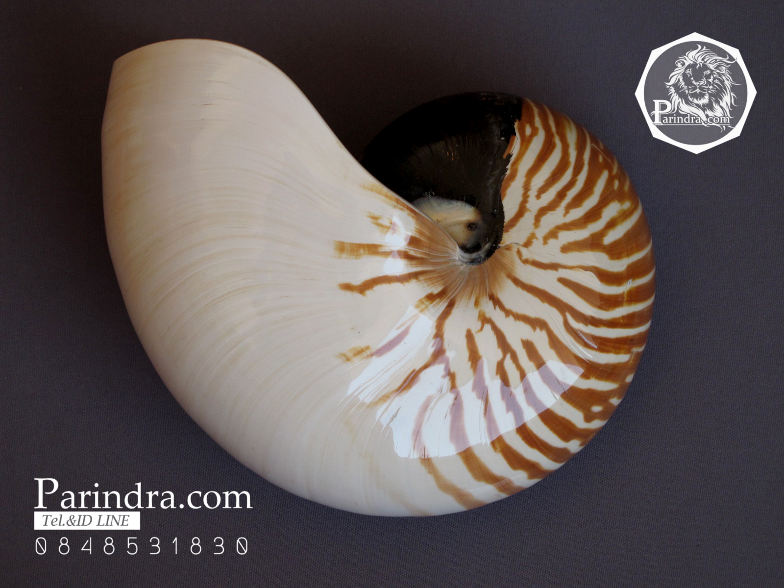 ขายเปลือกหอยงวงช้าง นอติลุส Nautilus pompilus ขนาด 7 นิ้ว NP003