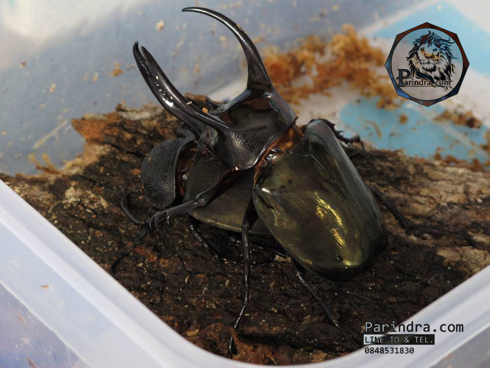 ขายตัวอ่อนหนอนด้วงกว่าง แอตลาส (Chalcosoma atlas) F1 ระยะ L1-L2 จัดส่งไปรษณีย์ทั่วไทยครับ