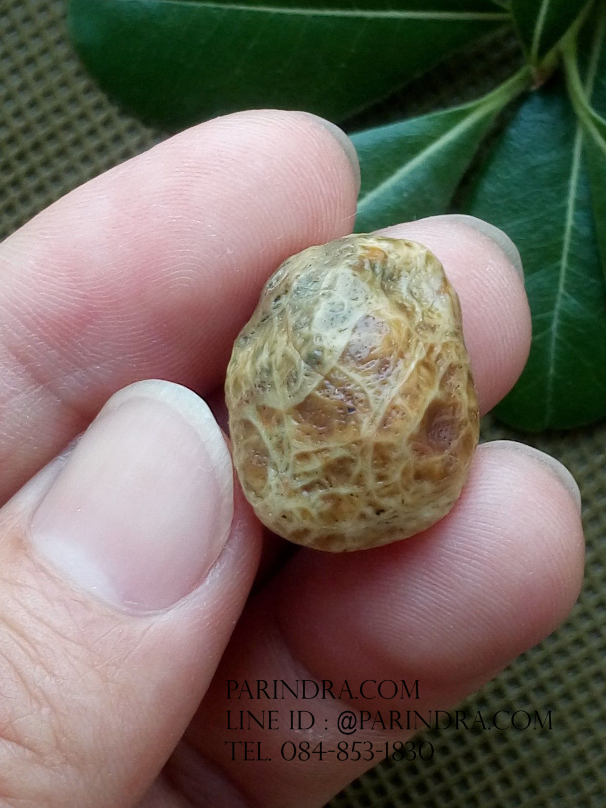 หินรูปทรงประหลาดจากทะเลทรายโกบี GOBI Fish Roe Stone #GOBI009