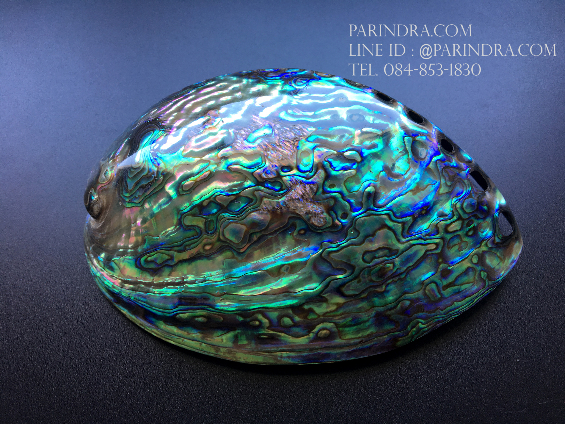 เปลือกหอยเป๋าฮื้อแท้ (Abalone) นิวซีแลนด์ ขัด สีปีกแมลงทับ #HA006