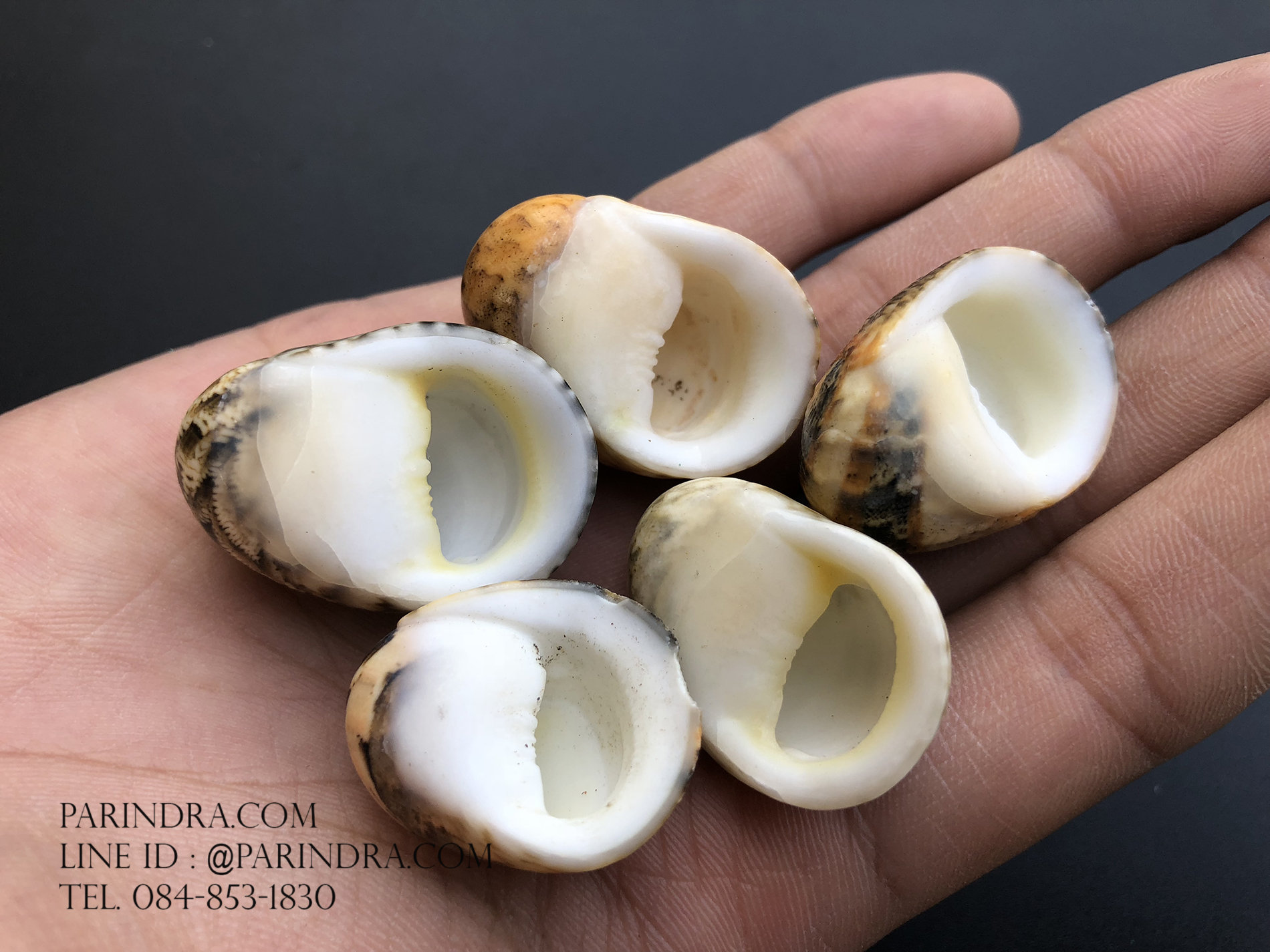 เซ็ตเปลือกหอยน้ำพริก หอยนกหวีด Nerita sp. เป่ามีเสียง สีสวย Set 4