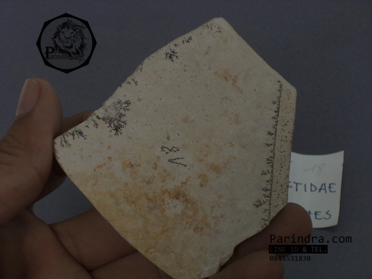 ขายฟอสซิล Ammonite Dendrite จากประเทศเยอรมัน #AM028