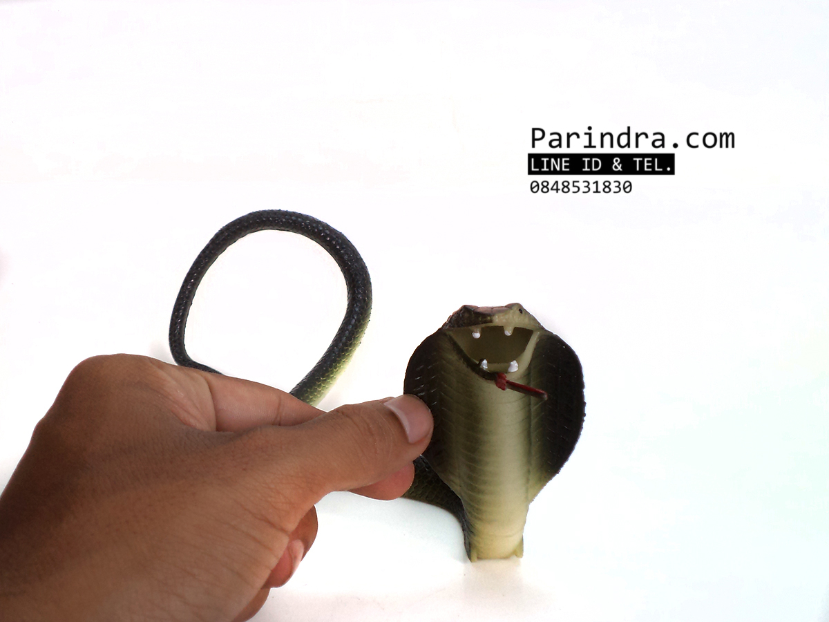 โมเดลงูเห่า เหมือนจริงมาก ทำจากยางยืดหยุ่น สวยๆครับ