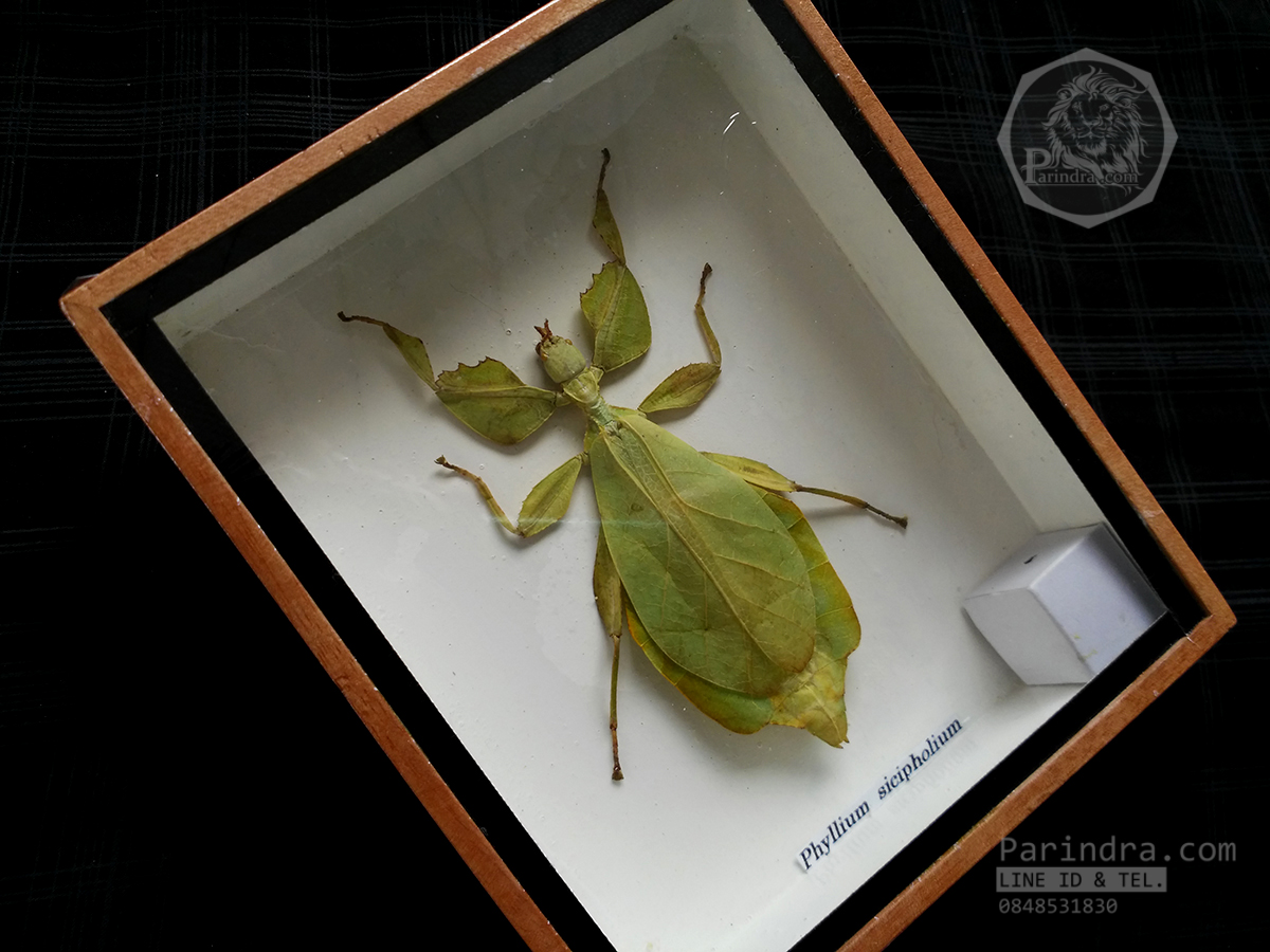 แมลงใบไม้ ตั๊กแตนใบไม้ (Phyllium sicipholium) ในกรอบไม้น้ำตาล สำหรับตั้งโชว์ ขนาด 5x6 นิ้ว