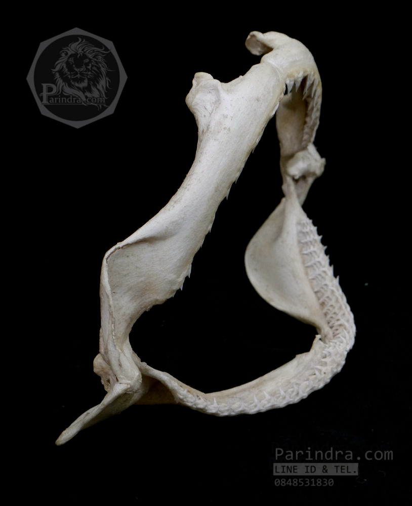 ปากปลาฉลามสำหรับตั้งโชว์ ขนาด 10 นิ้ว (Carcharhinus plumbeus) SHJ001
