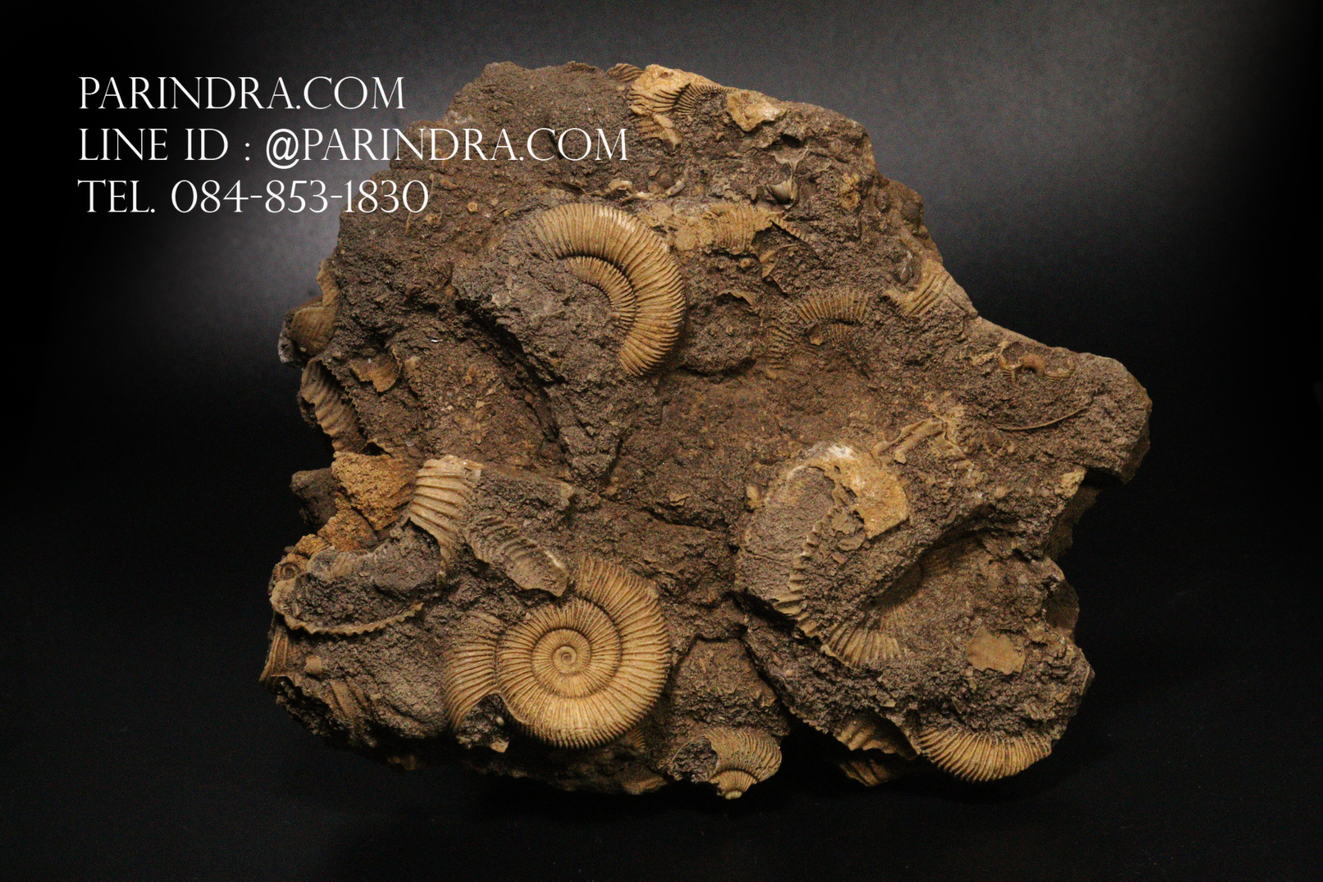 ฟอสซิล แอมโมไนต์ Ammonite Dactylioceras Athleticum - จาก Upper Franconia / Bavaria. Germany. #AM036