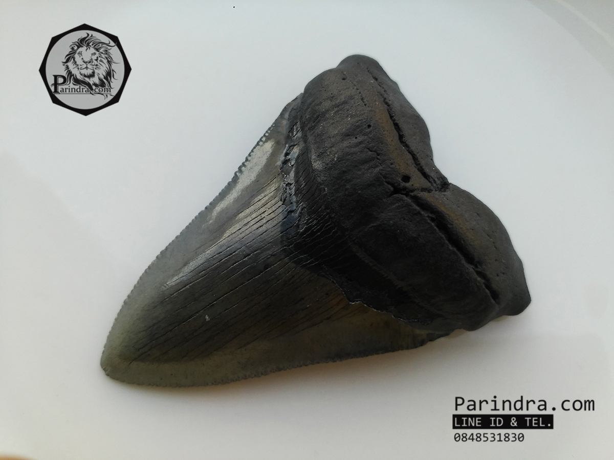 ฟันฉลามยักษ์เมกกาโลดอน Megalodon จาก South Carolina USA ขนาด 3 1/8 นิ้ว #MGT002