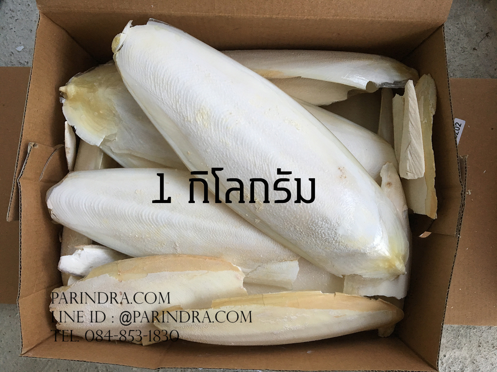 ลิ้นทะเลหรือกระดองปลาหมึกยักษ์ ขนาดใหญ่ (ถุง 1 กิโลกรัม)