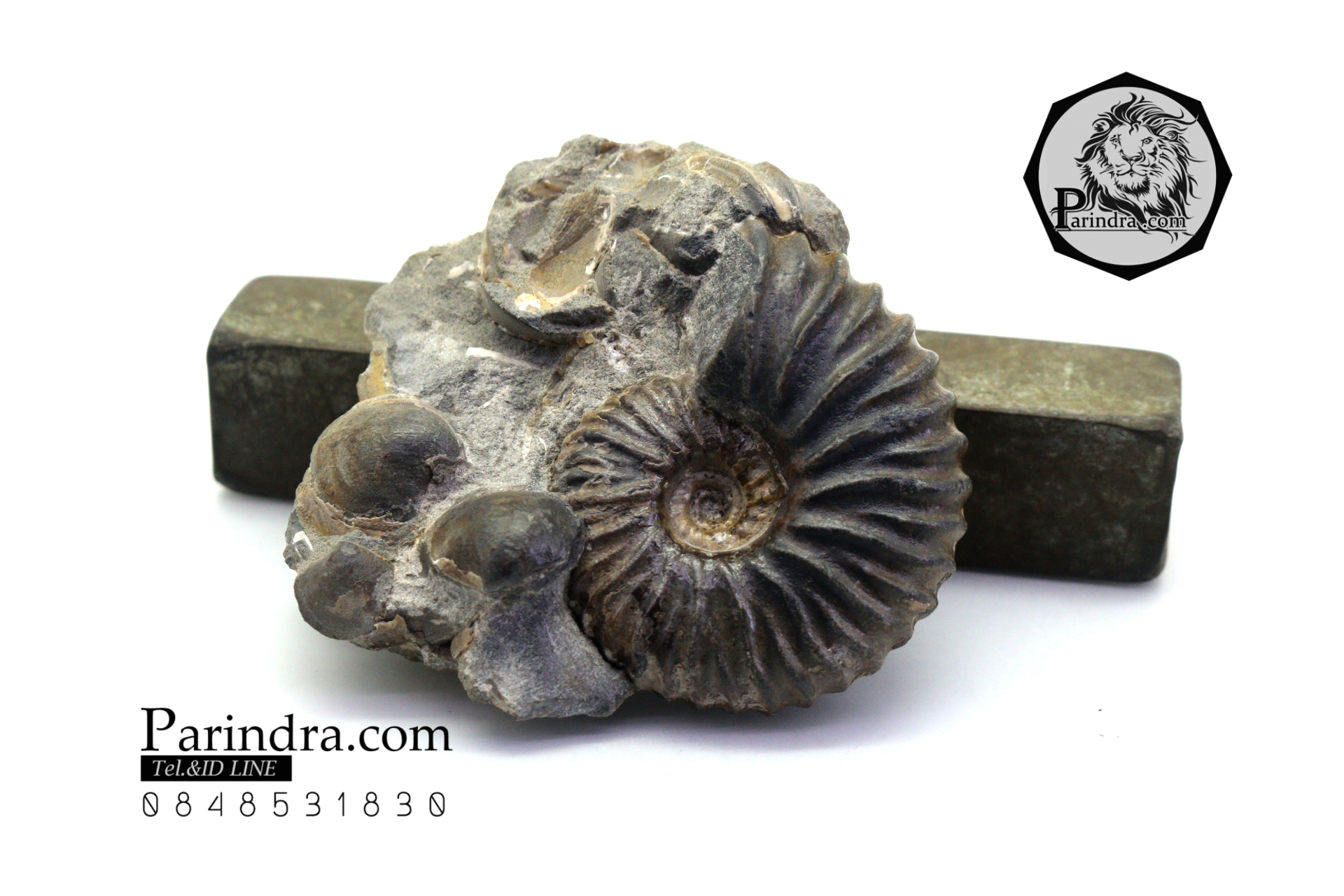 ฟอสซิล แอมโมไนต์ Ammonite Acanthohoplites- จาก Northern Caucasus, Russia #AM033