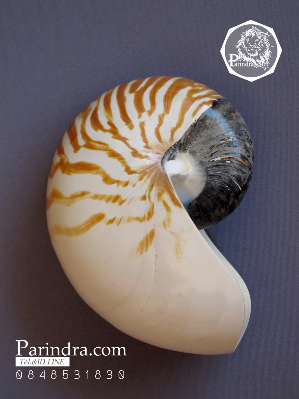ขายเปลือกหอยงวงช้าง นอติลุส Nautilus pompilus ขนาด 6 นิ้ว NP004