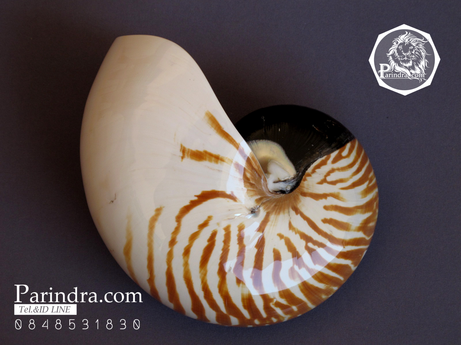 ขายเปลือกหอยงวงช้าง นอติลุส Nautilus pompilus ขนาด 6 นิ้ว NP001