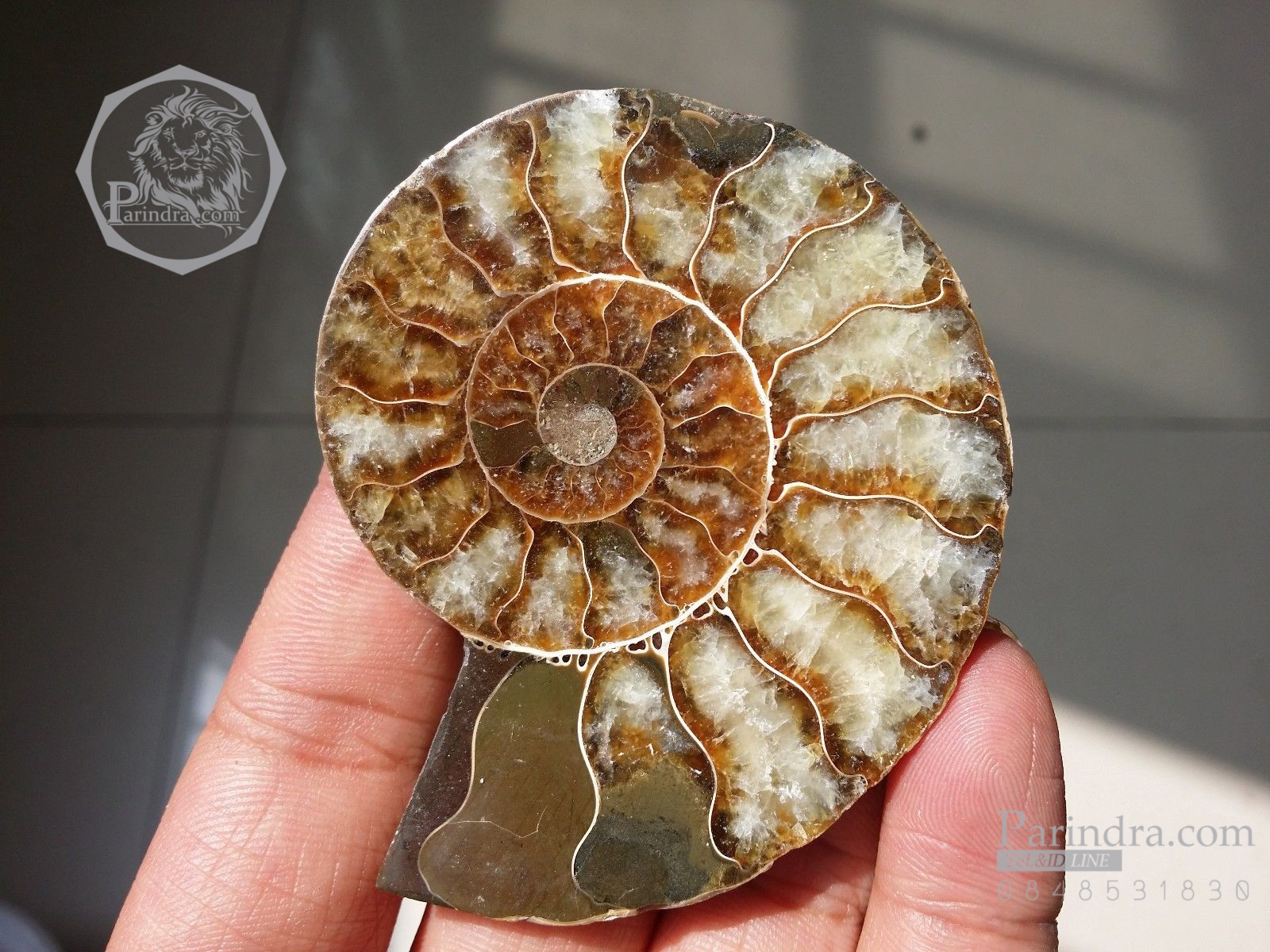 ฟอสซิลหอย Ammonite (Cleoniceras besairiei) ผ่าซีกเห็นเนื้อแร่ - จาก Madagascar #AM031