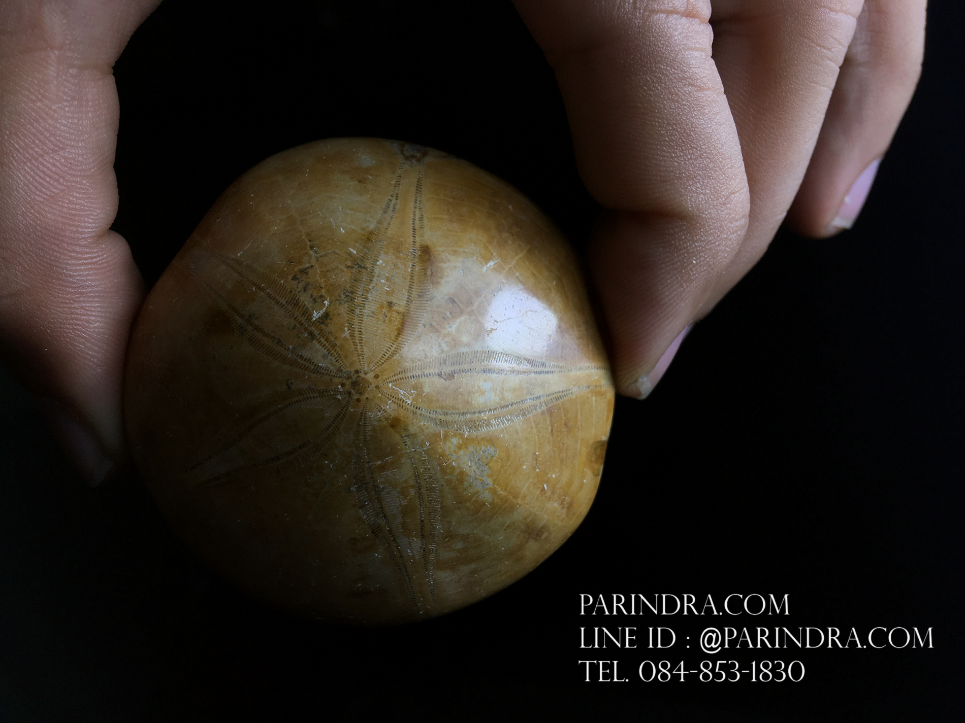 ฟอสซิล Sand Dollar FOSSIL Echinoid จาก Madagascar #SDF002