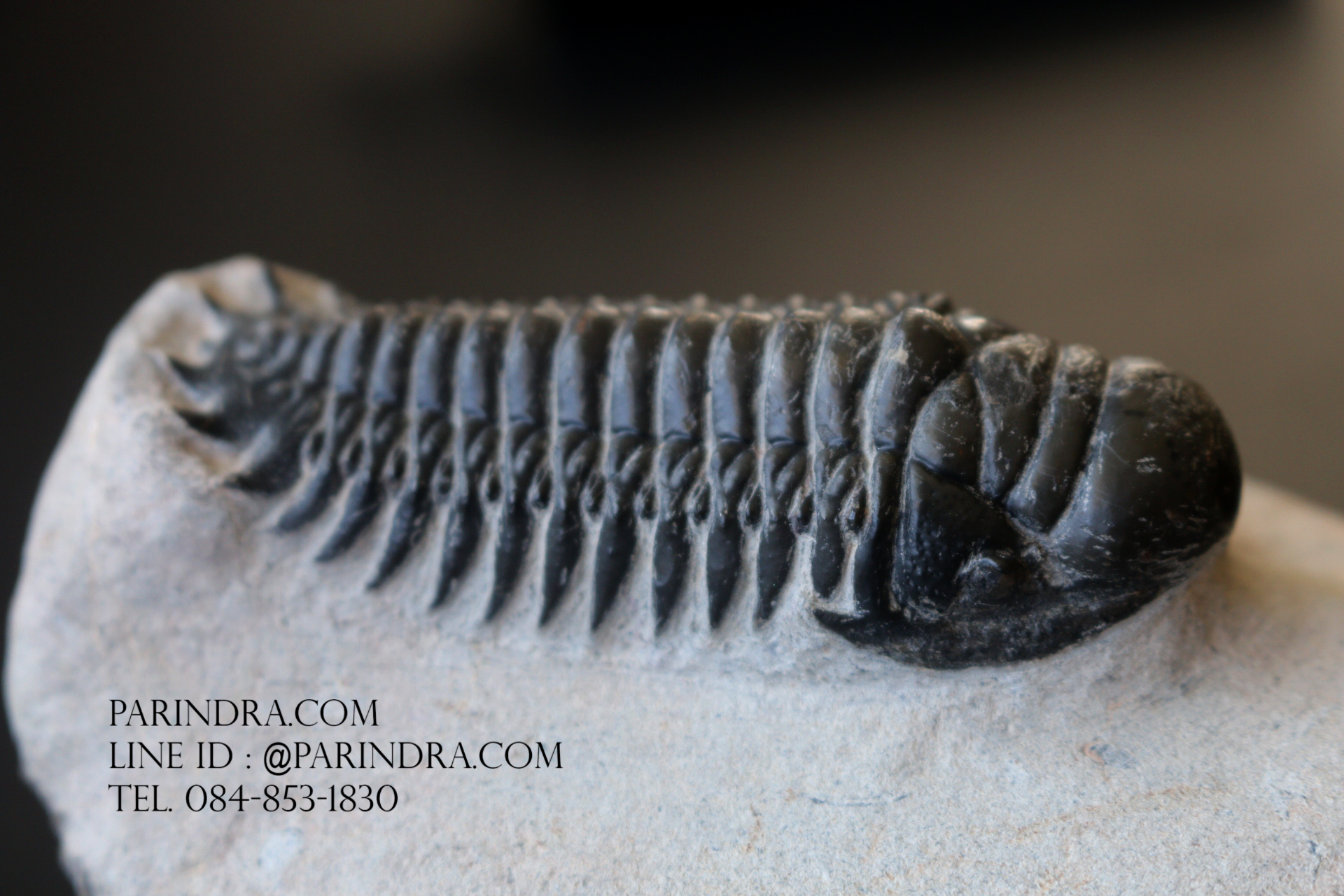 ฟอสซิล Trilobite Crotalocephalus gibbus, Morocco #TLB008
