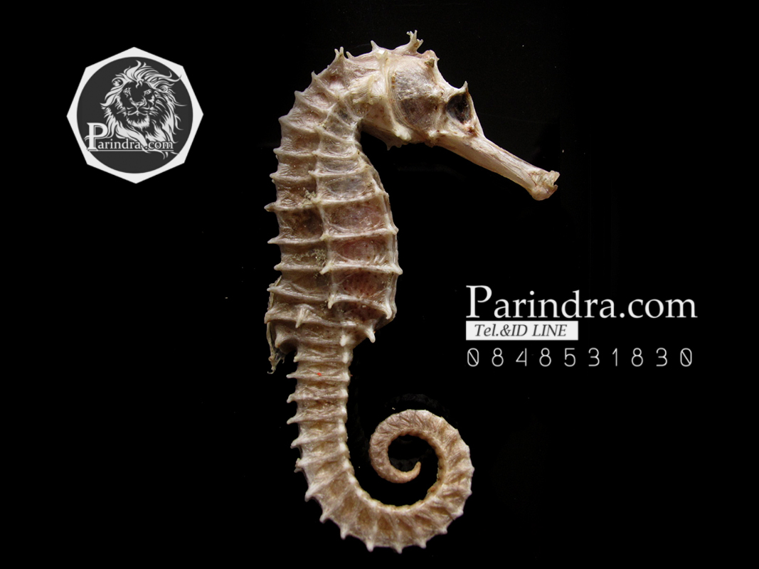 ม้าน้ำตากแห้ง สำหรับเป็นของที่ระลึกหรือพวงกุญแจ 031