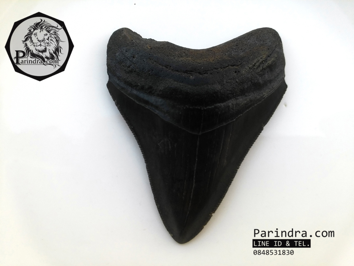 ฟันฉลามยักษ์เมกกาโลดอน Megalodon จาก South Carolina USA ขนาด 2 7/8 นิ้ว #MGT003