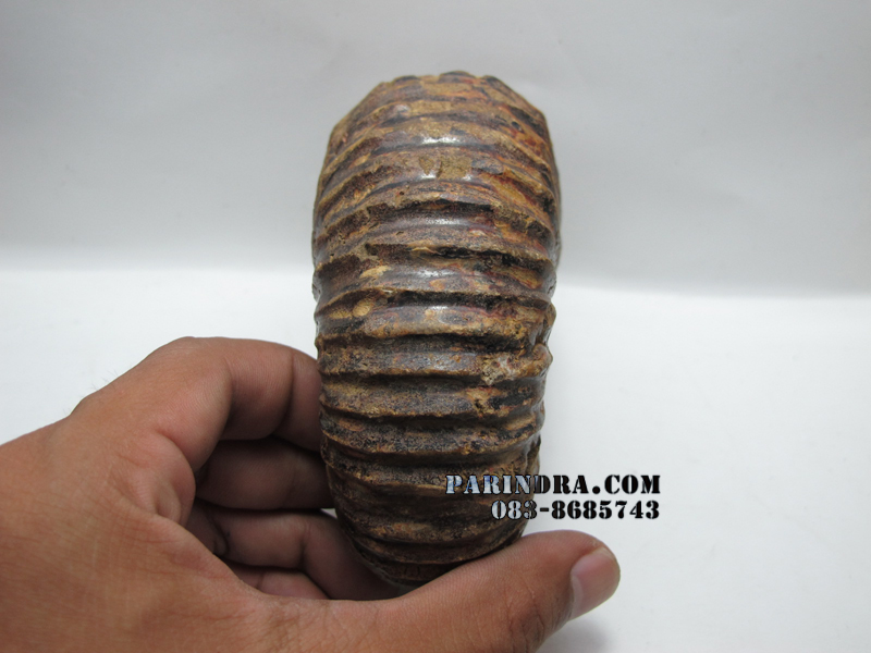 ฟอสซิลหอย Ammonite (CRETACEOUS MANTELLICERAS) พร้อมขาตั้งโชว์