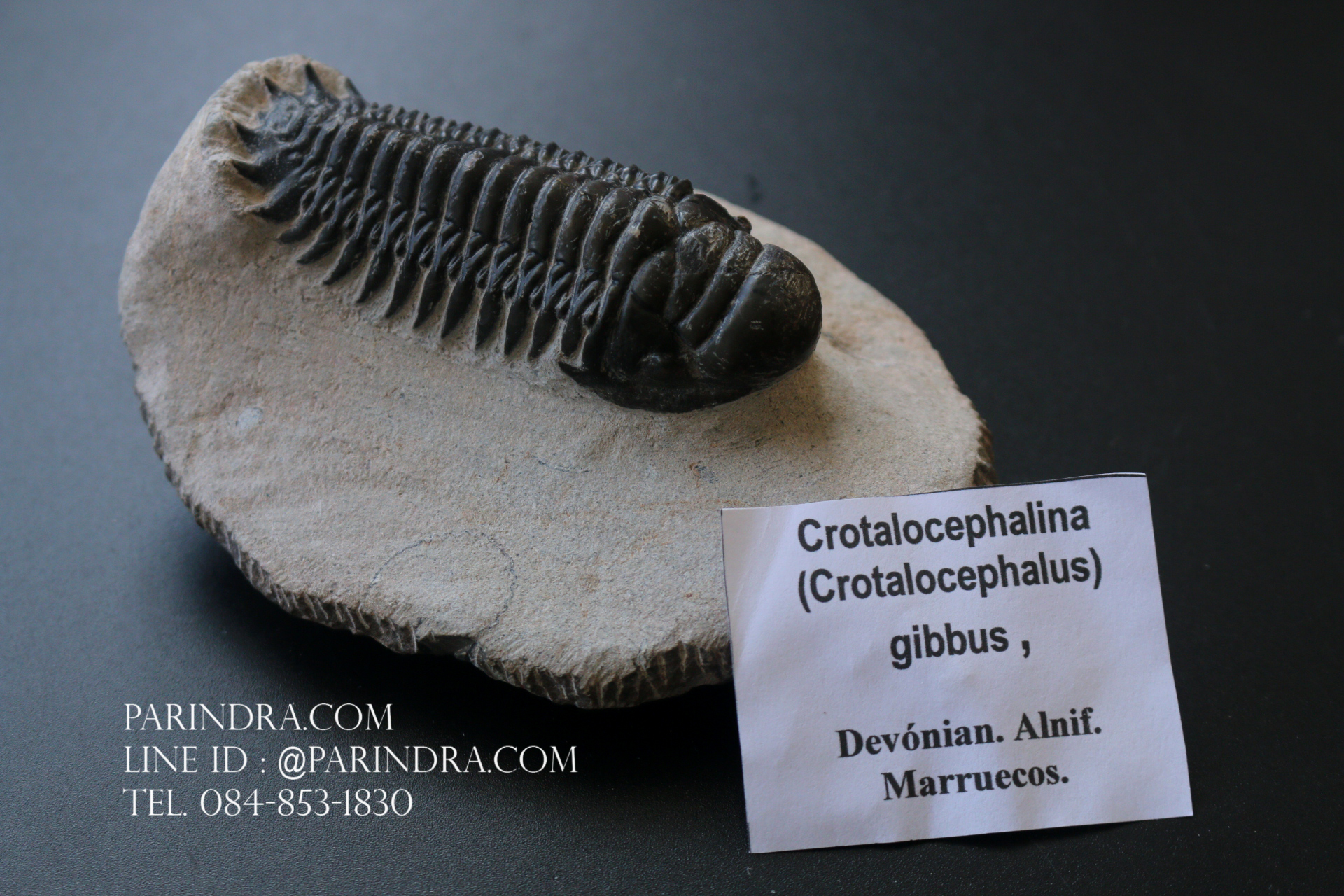 ฟอสซิล Trilobite Crotalocephalus gibbus, Morocco #TLB008
