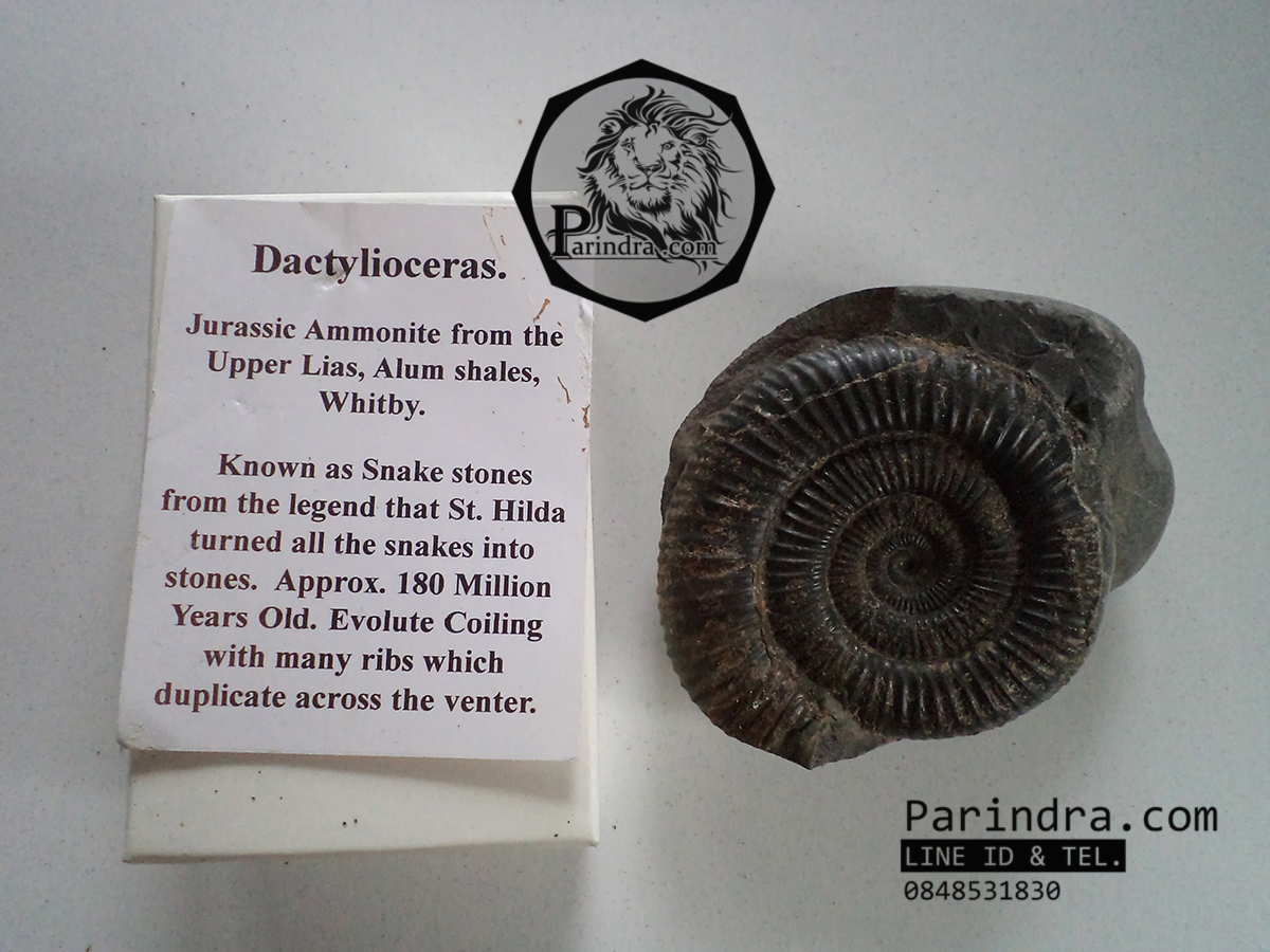 ฟอสซิลหอย Ammonite Dactylioceras commune Whitby Fossil UK #AM002