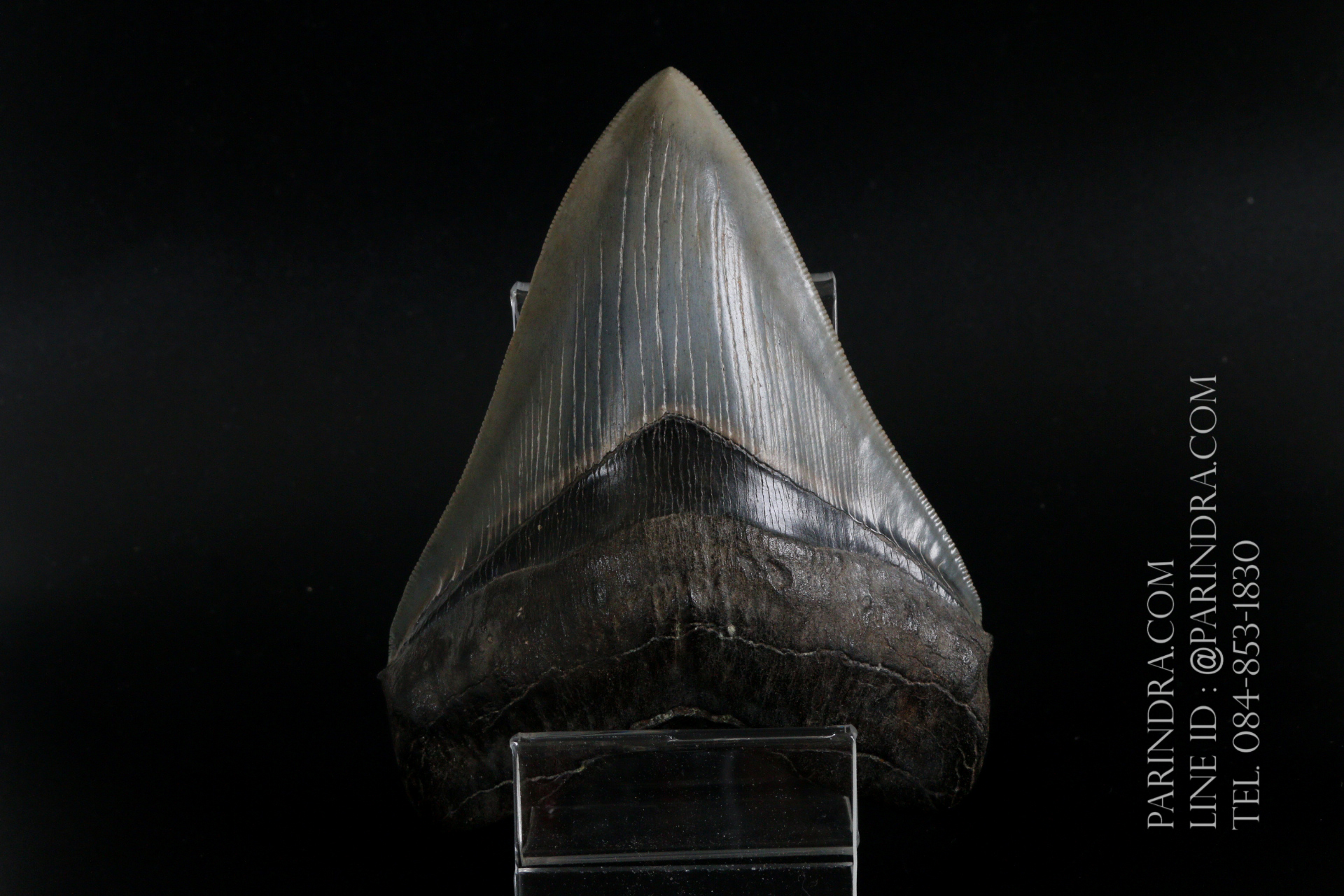ฟันฉลามยักษ์เมกาโลดอน Megalodon 4.9" เกรด A ระดับโชว์ในพิพิธภัณฑ์ #MGT007