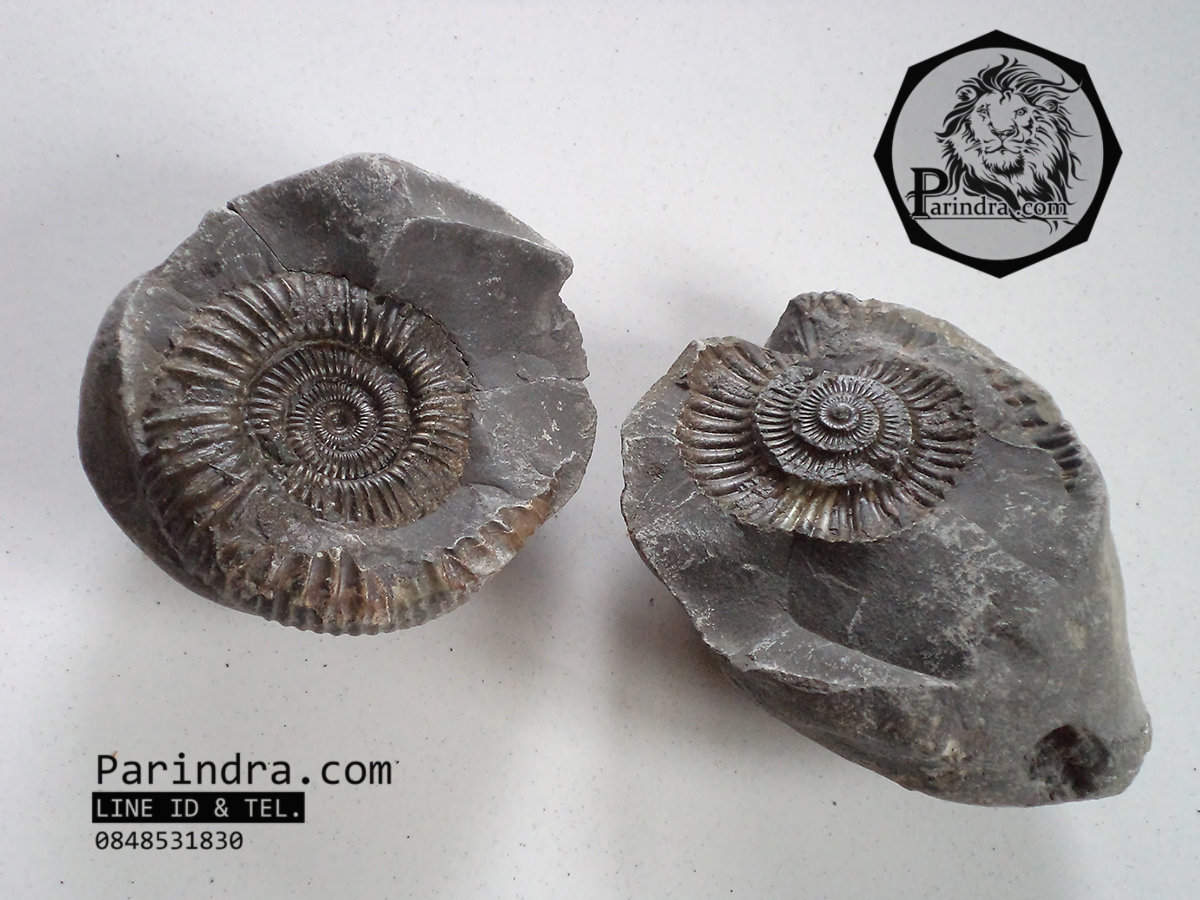 ฟอสซิลหอย Ammonite Dactylioceras commune , Poss/Neg Matrix, Whitby Fossil UK #AM001