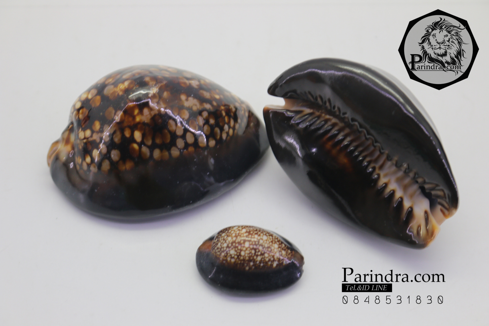 ขายเปลือกหอยเบี้ยหลังค่อม หอยเบี้ยควาย หอยเบี้ยครู #Mauritia mauritiana ขนาด 3 นิ้ว