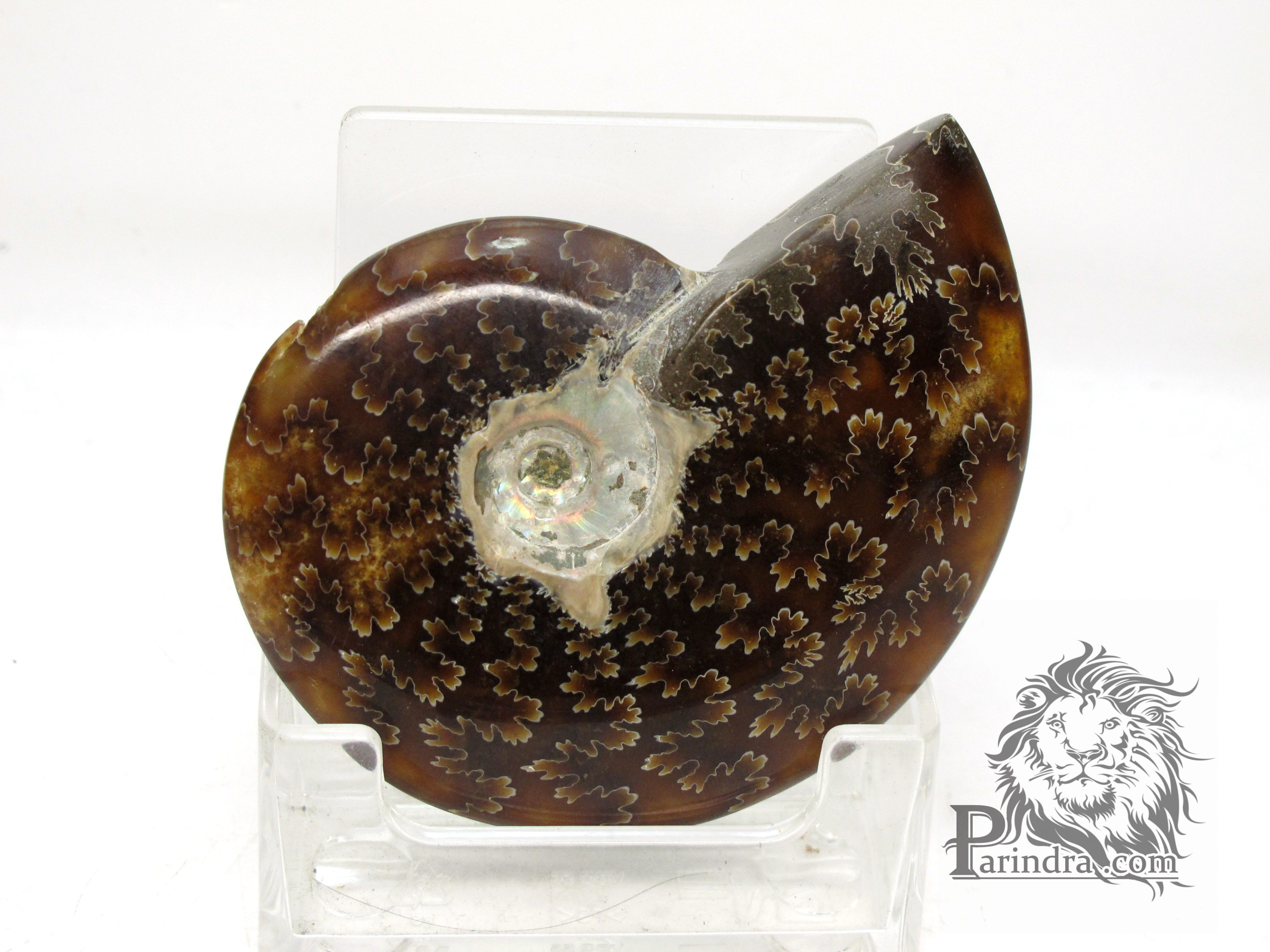 ฟอสซิล Ammonite (Cleoniceras besairiei) Fossil คัดสวยพิเศษ #AM020