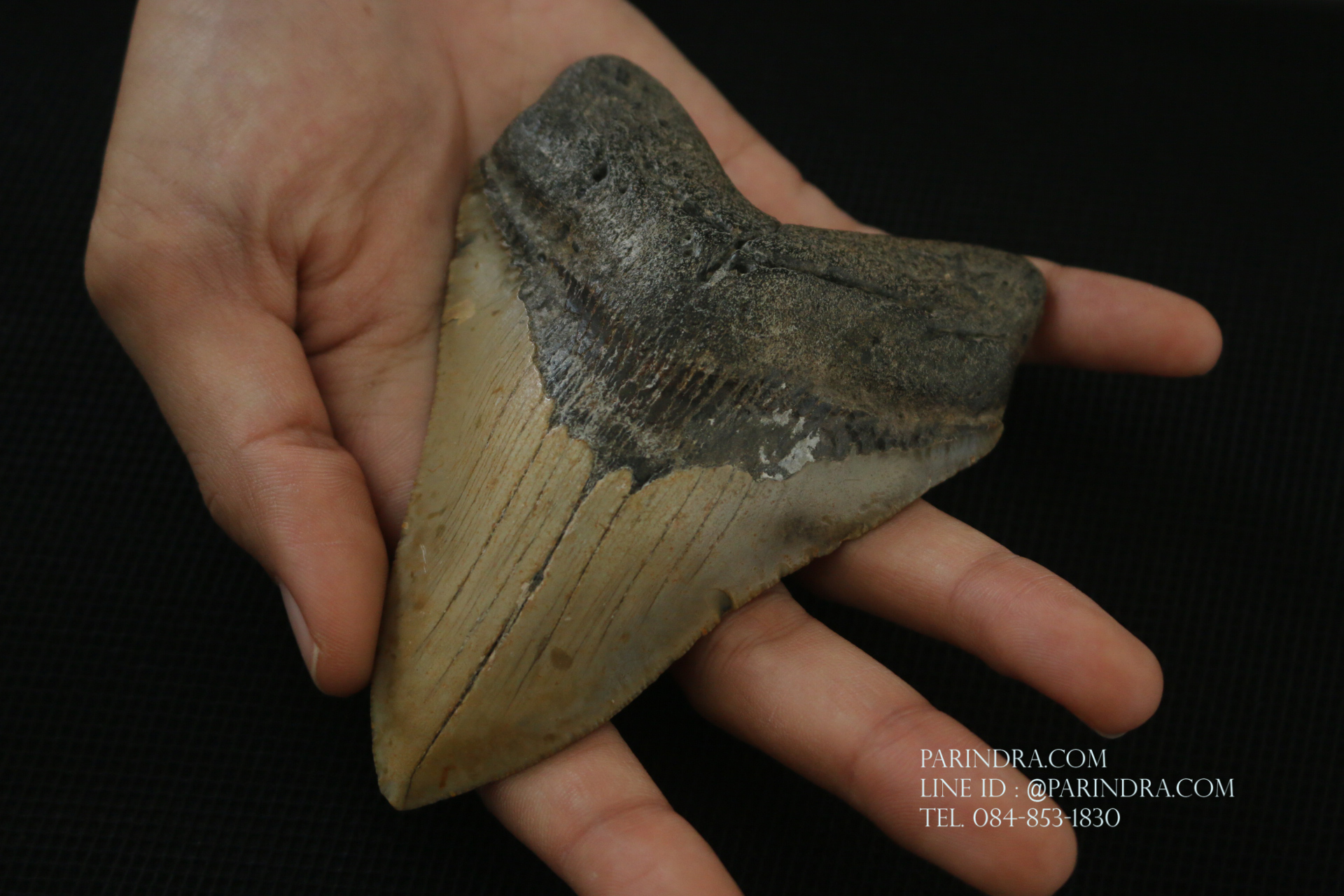 ฟันฉลามยักษ์เมกาโลดอน Megalodon ขนาด 4.45" #MGT008