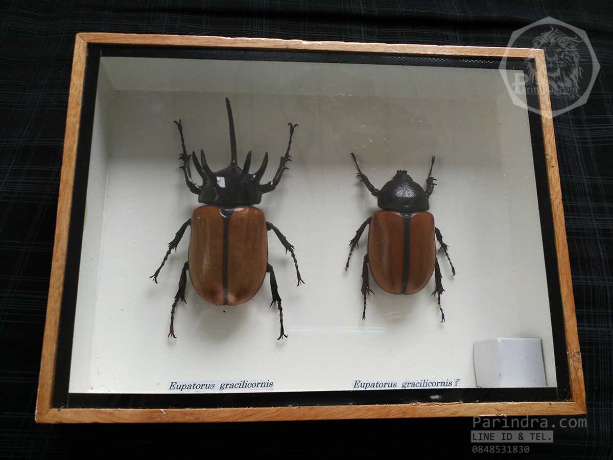 ด้วงกว่างห้าเขา กว่างซางเหนือ ตัวผู้และตัวเมีย (Eupatorus gracilicornis Arrow) สำหรับตั้งโชว์ ขนาด 6x8 นิ้ว