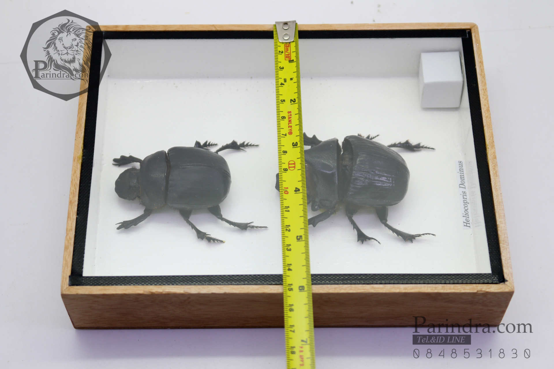 แมลงกุดจี่ยักษ์ ตัวใหญ่มาก แบบคู่ (Heliocopris dominus) ในกรอบไม้น้ำตาล สำหรับตั้งโชว์ ขนาด 6x8 นิ้ว