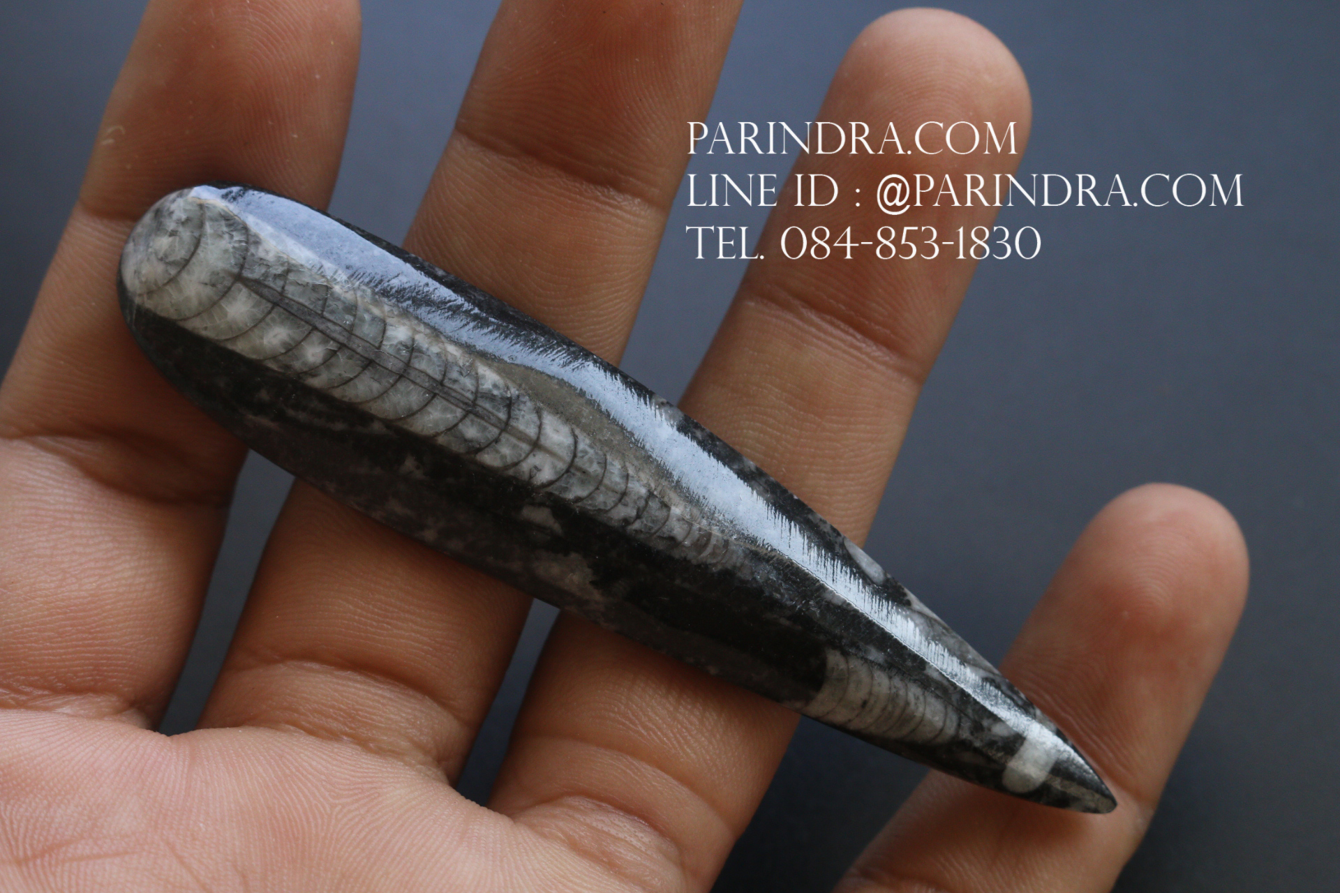 ฟอสซิล Nautiloid ออโทเซอรัส (Orthoceras sp.) - จาก Morocco #OT006