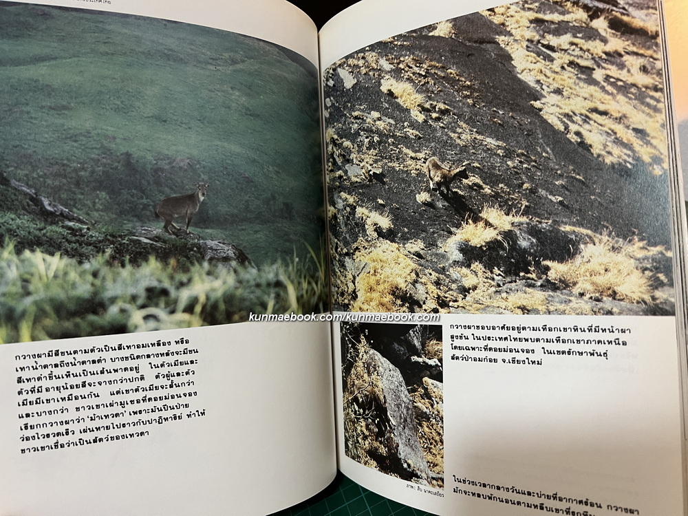 สารคดีฉบับพิเศษ 3 : สัตว์ป่าเมืองไทยก่อนจะเหลือเพียงความทรงจำ