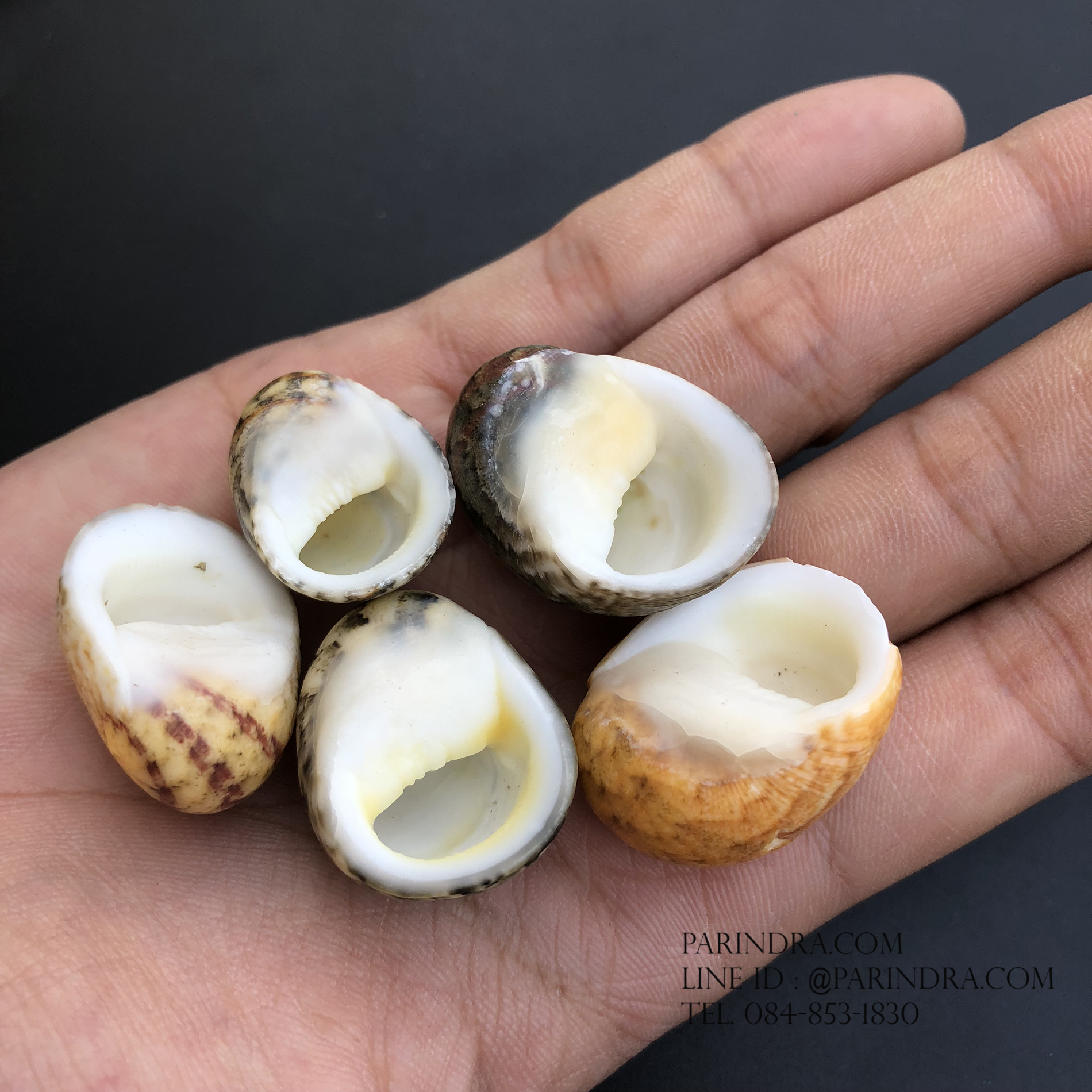 เซ็ตเปลือกหอยน้ำพริก หอยนกหวีด Nerita sp. เป่ามีเสียง สีสวย Set 5