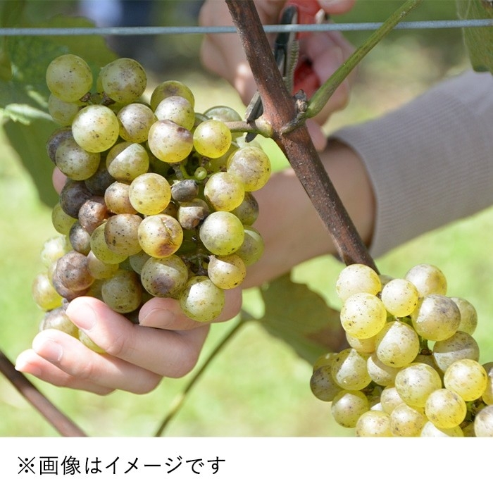 POLA Shower Break with Royal Jelly แชมพู / ครีมนวด / ครีมอาบน้ำ 280 ml. **ขวดจริง ขวดแท้**