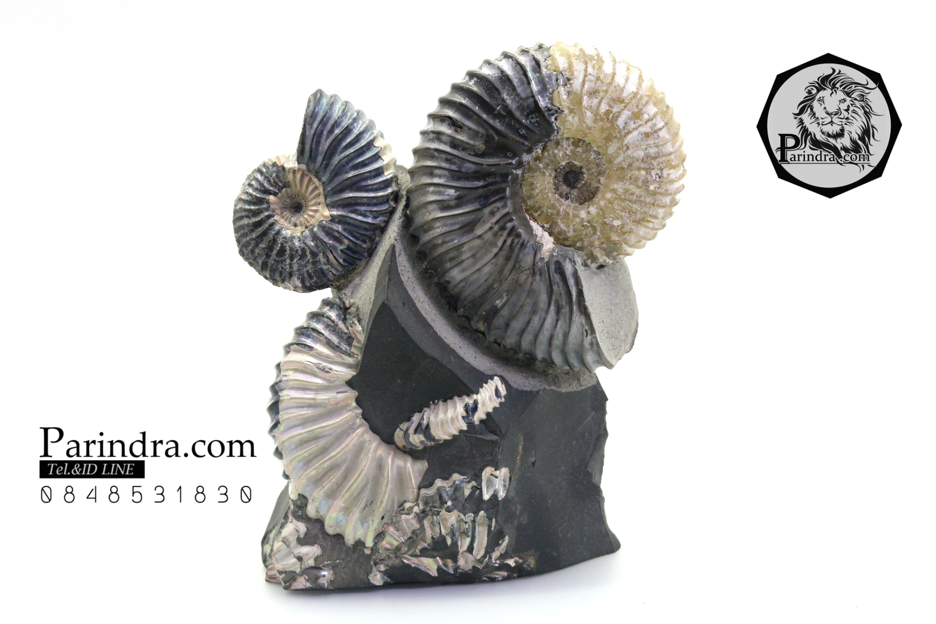 ฟอสซิล แอมโมไนต์ Ammonite Deschaesites - จาก Middle Volga, Russia #AM035