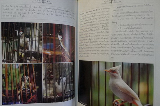 นกกรงหัวจุก โดย ธนิต จันทร์แจ่มใส : คู่มือการเลี้ยงอย่างมืออาชีพ