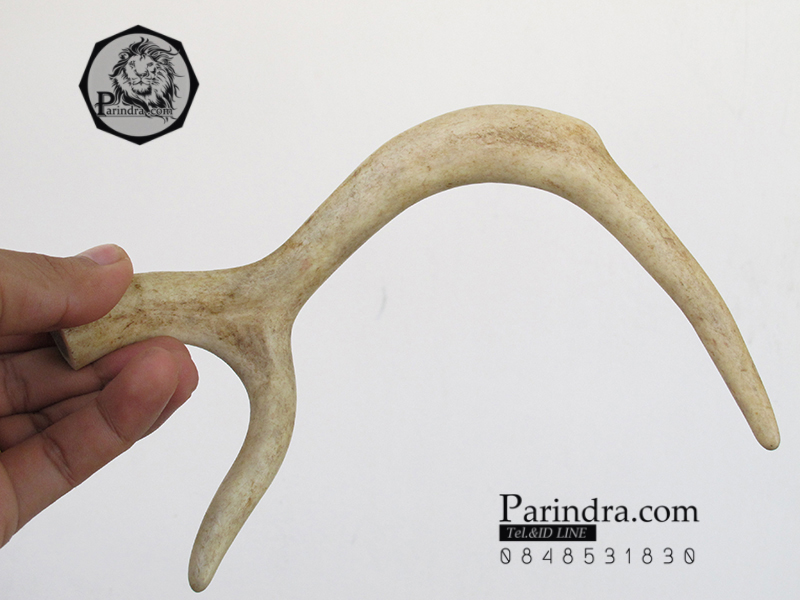 เขากวาง โค้งเว้าได้สัดส่วน หายากสภาพสมบูรณ์ ขนาด 8 นิ้ว