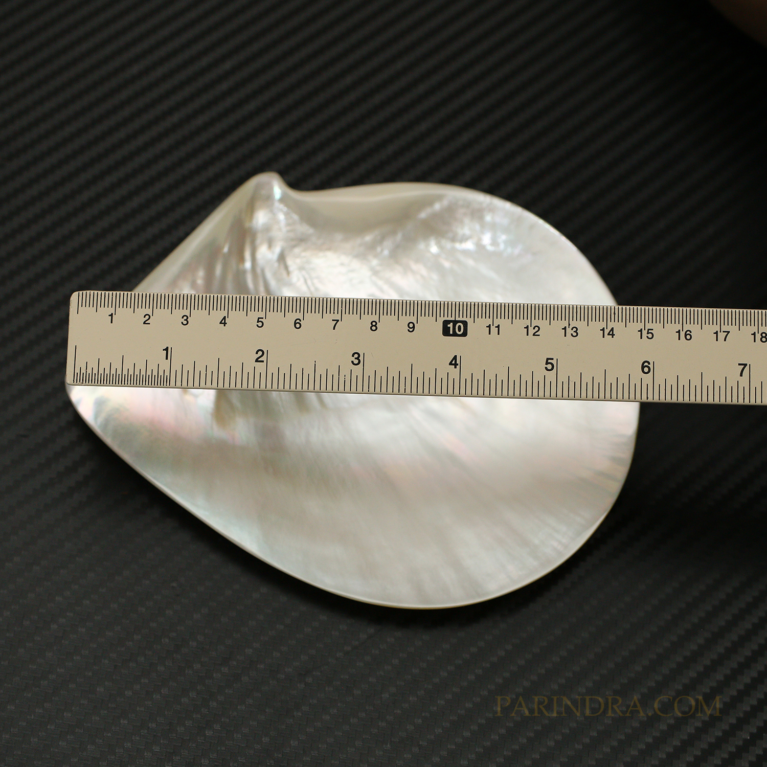 เปลือกหอยมุกจานขาว WHITE PEARL ขัดมันแวววาว สวยงาม