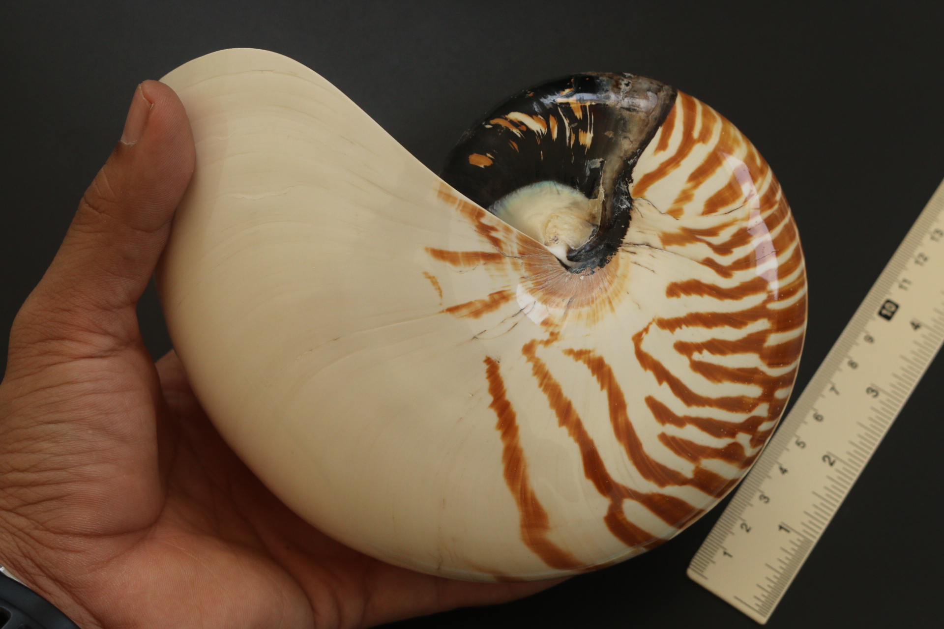 เปลือกหอยงวงช้าง นอติลุส Nautilus pompilus ขนาด 7 นิ้ว #004