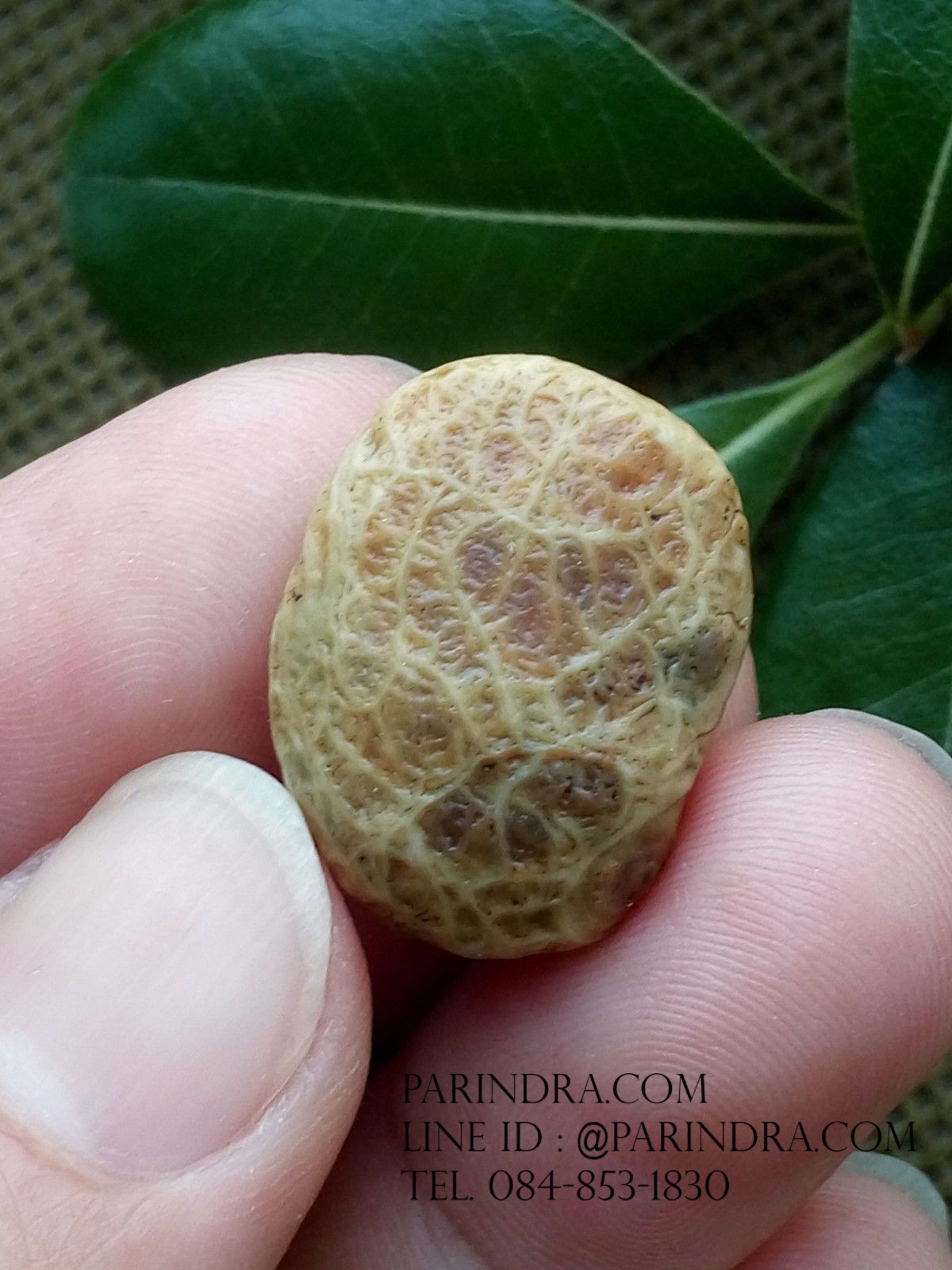 หินรูปทรงประหลาดจากทะเลทรายโกบี GOBI Fish Roe Stone #GOBI009