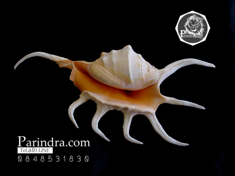 ขายเปลือกหอยจักรนารายณ์ LAMBIS CROCATA สภาพสมบูรณ์ #LC002 สำเนา
