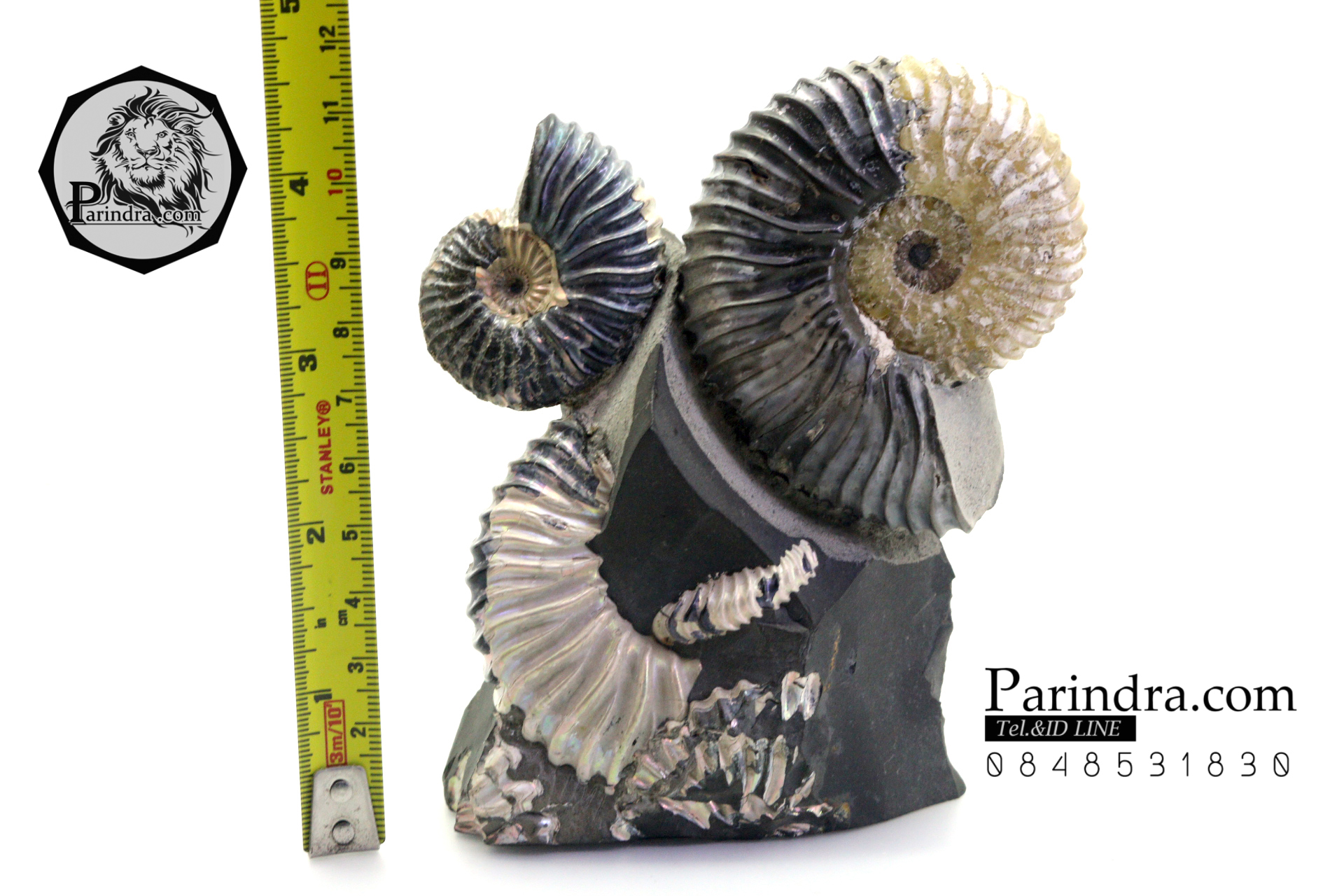 ฟอสซิล แอมโมไนต์ Ammonite Deschaesites - จาก Middle Volga, Russia #AM035