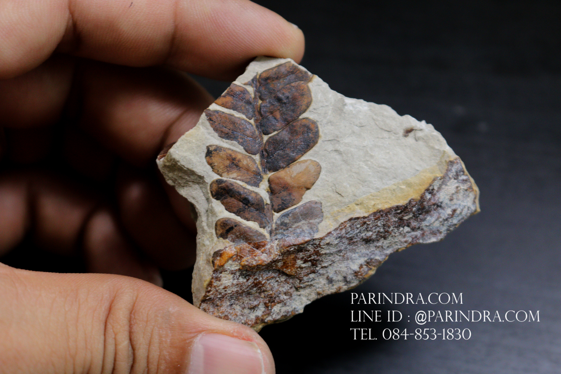 ฟอสซิลเฟิร์น ชนิด Neuropteris ovata จาก SPAIN #FRN003