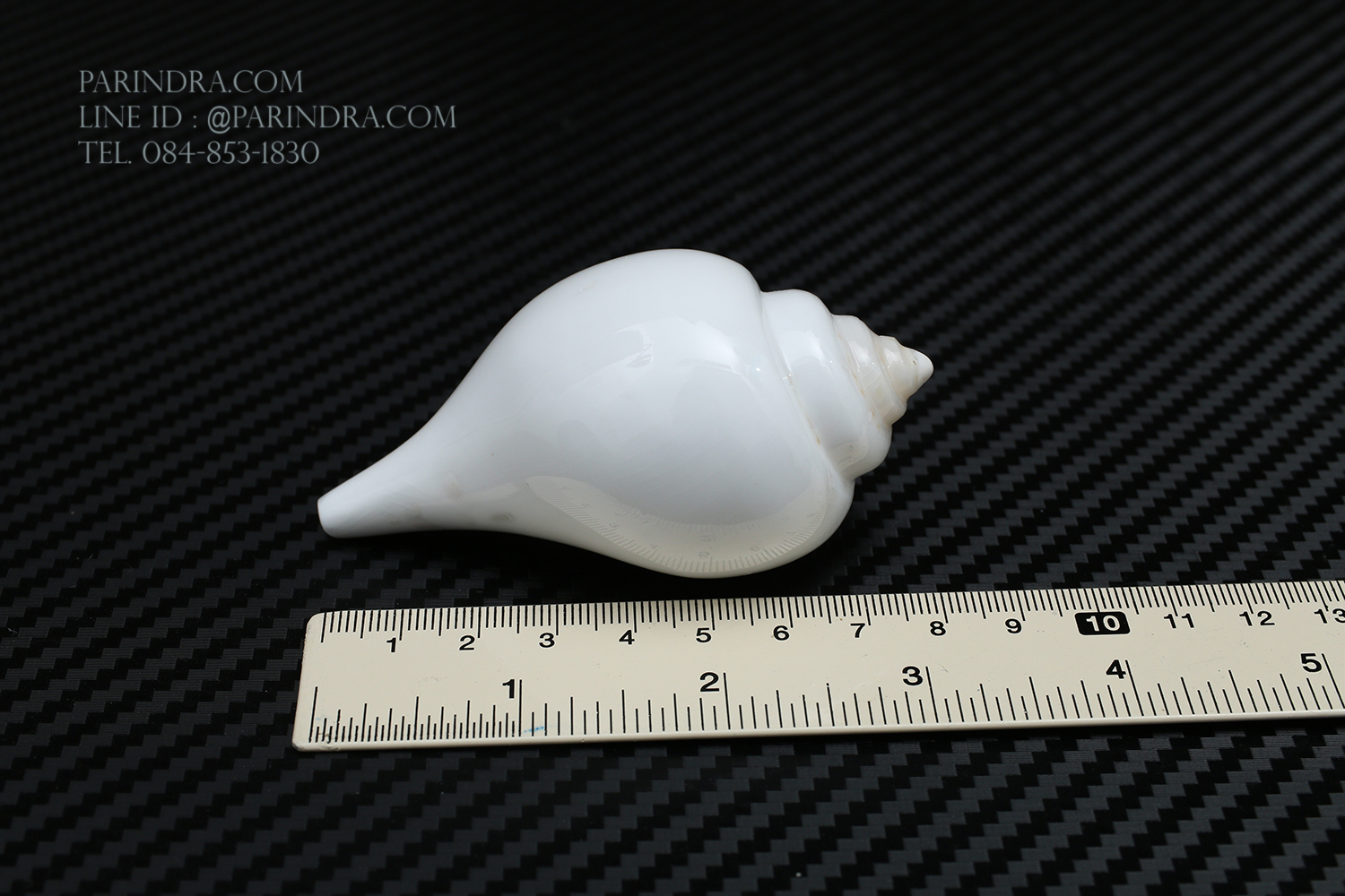 หอยสังข์อินเดียแท้ หอยสังข์เป่า หอยสังข์รดน้ำ (Turbinella pyrum) ขนาด 3 นิ้ว #TUP001