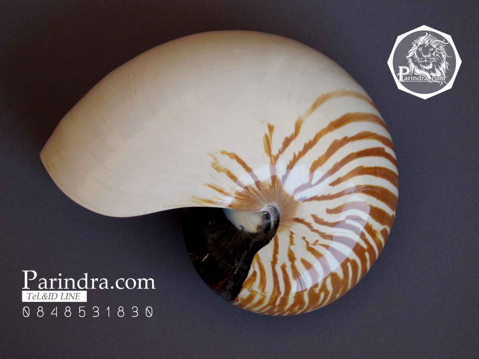ขายเปลือกหอยงวงช้าง นอติลุส Nautilus pompilus ขนาด 7 นิ้ว NP003